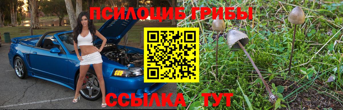 Псилоцибиновые грибы мицелий Приморско-Ахтарск